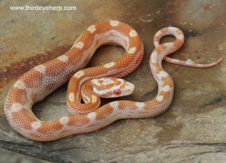 Butter Motley Corn Snake